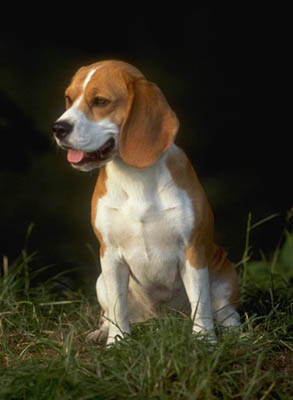 BEAGLE